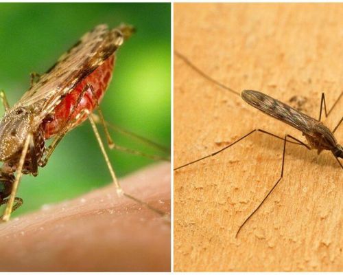 Sıtma sivrisinekleri neye benziyor ve insanlar için ne kadar tehlikeli?