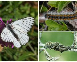 Tırtıl ve kelebek Hawthorn'un tanımı ve fotoğrafı nasıl savaşılır