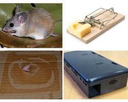 Özel bir evden fareler nasıl kaldırılır