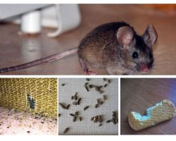 Apartmanda fareler nasıl başa