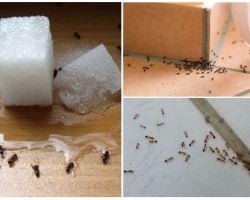 Özel bir evde halk ilaçları karıncalar kurtulmak için nasıl