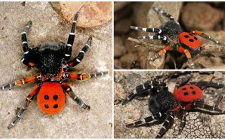 Kırım'da örümceklerin tanımı ve fotoğrafları